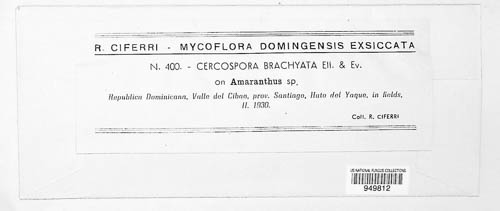 Cercospora brachiata image